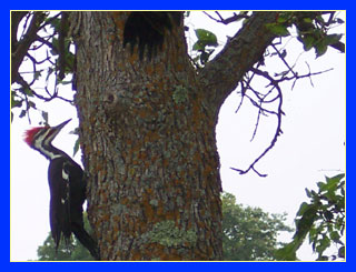 Pileated woodpecker on tree trunk